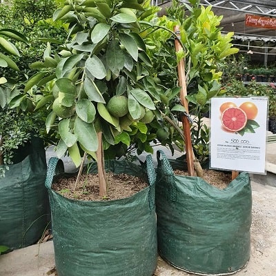 Planter Bag 50 liter Easy Grow