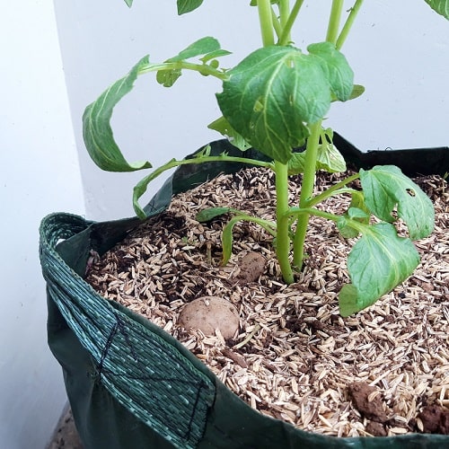 Potato Planter Bag Merk Easy Grow