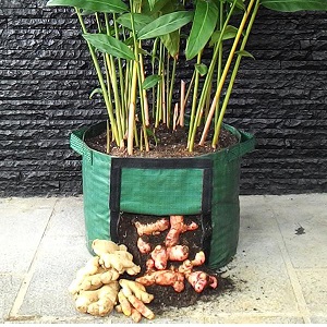 Rhizoma Planter Bag Merk Easy Grow