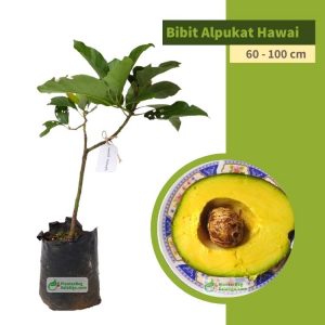 bibit buah alpukat hawai